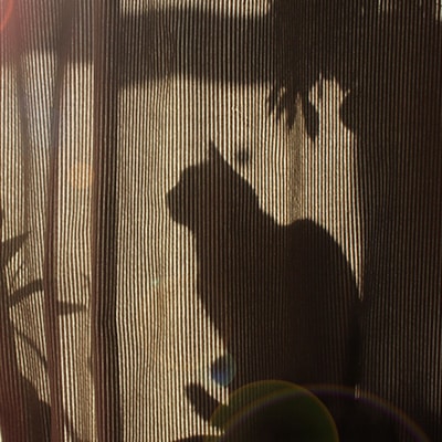 The shadow of a cat is cast on a textured curtain, with some plants and soft sunlight visible, creating a warm and peaceful atmosphere—perfect for any vet or veterinarian who cherishes serene moments with feline friends.