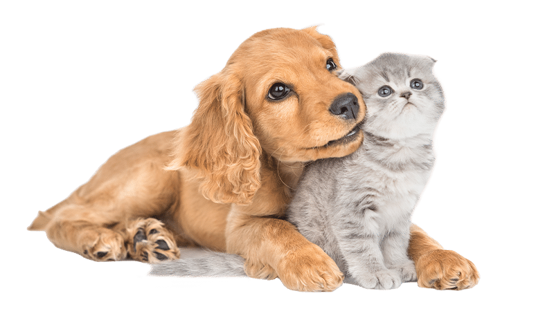 A golden brown puppy lies next to a fluffy gray kitten. The puppy gently rests its head on the kitten's neck, both gazing at the camera, as if awaiting their veterinarian on a crisp white background.