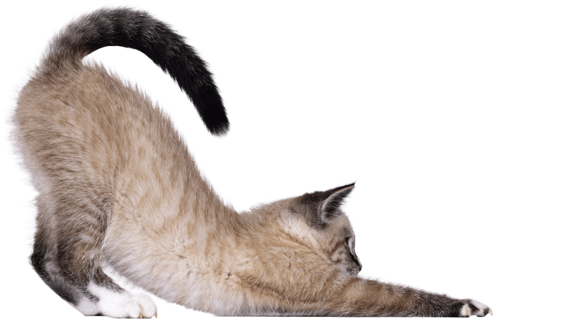 A light brown and gray kitten stretches forward with its front paws extended and back arched, tail raised high, as if greeting a vet in a clinic against a plain white background.